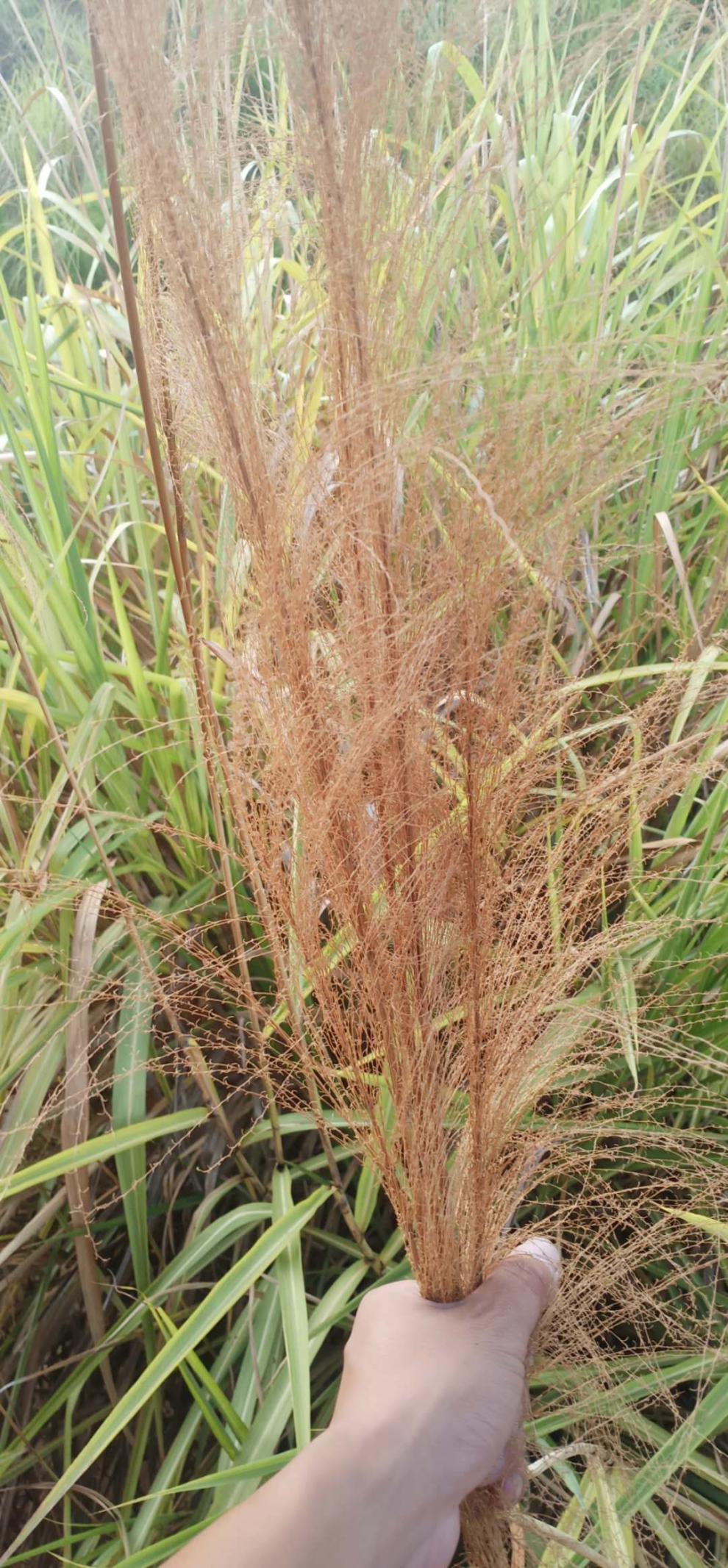 芦苇扫把 农村老式制作大扫把芦苇荡金丝软毛长柄大操场户外街道家用