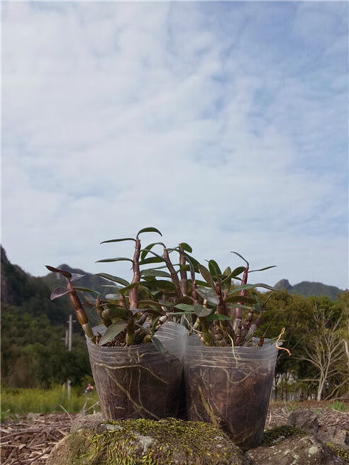 雁荡山红杆软脚铁皮石斛苗仿野生木桩小红米种苗盆栽绿植花卉 红杆
