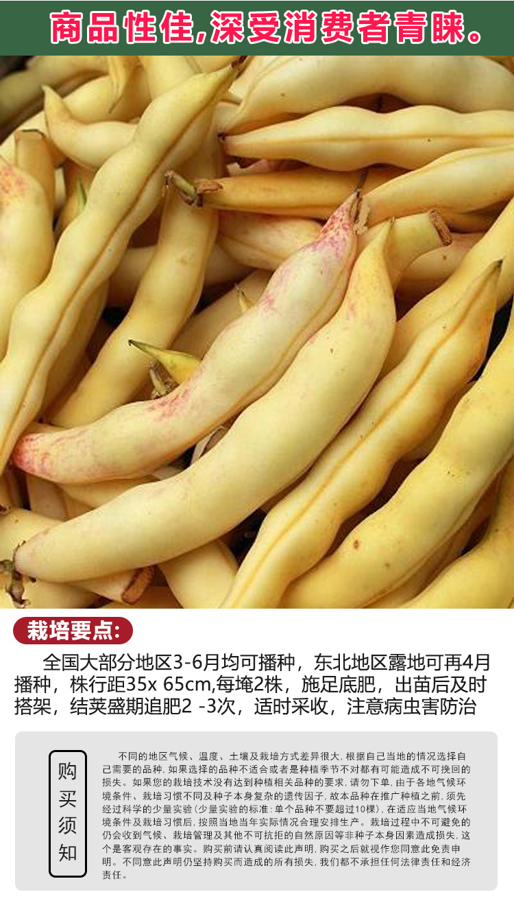 超早熟黄金勾豆角种子东北油豆种籽角黄金钩春季秋季四季抗病耐寒 200