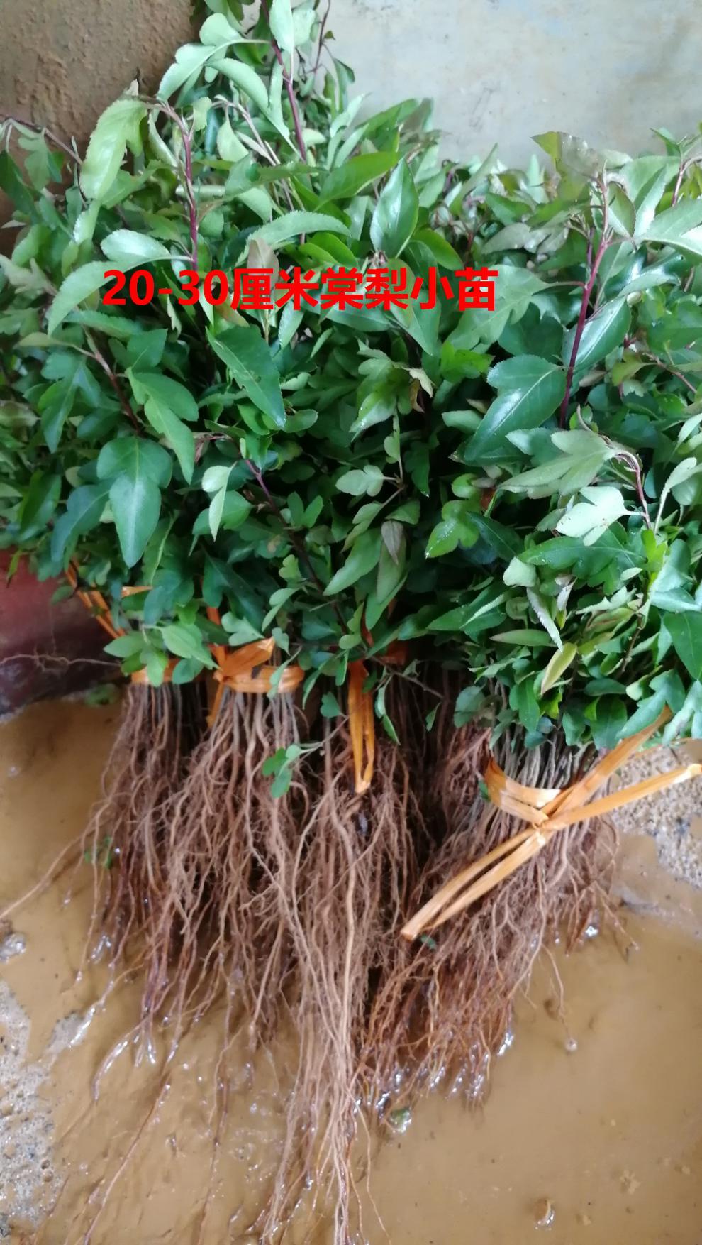 战长沙棠梨苗芽苗梨树砧木鸟梨直生苗梨子树苗保湿保鲜2040厘米一千棵