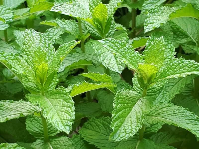 薄荷盆栽香草植物家庭园艺 阳台种植 可食用 【草莓薄荷】12cm盆栽 含