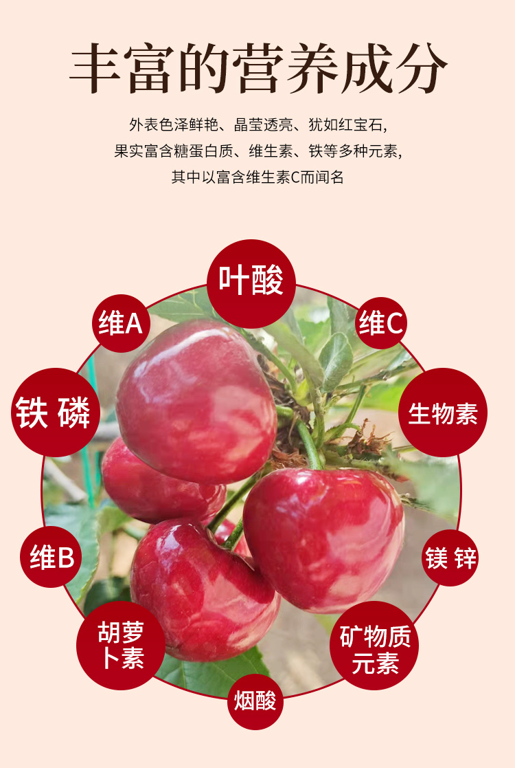 美早樱桃品种介绍图片