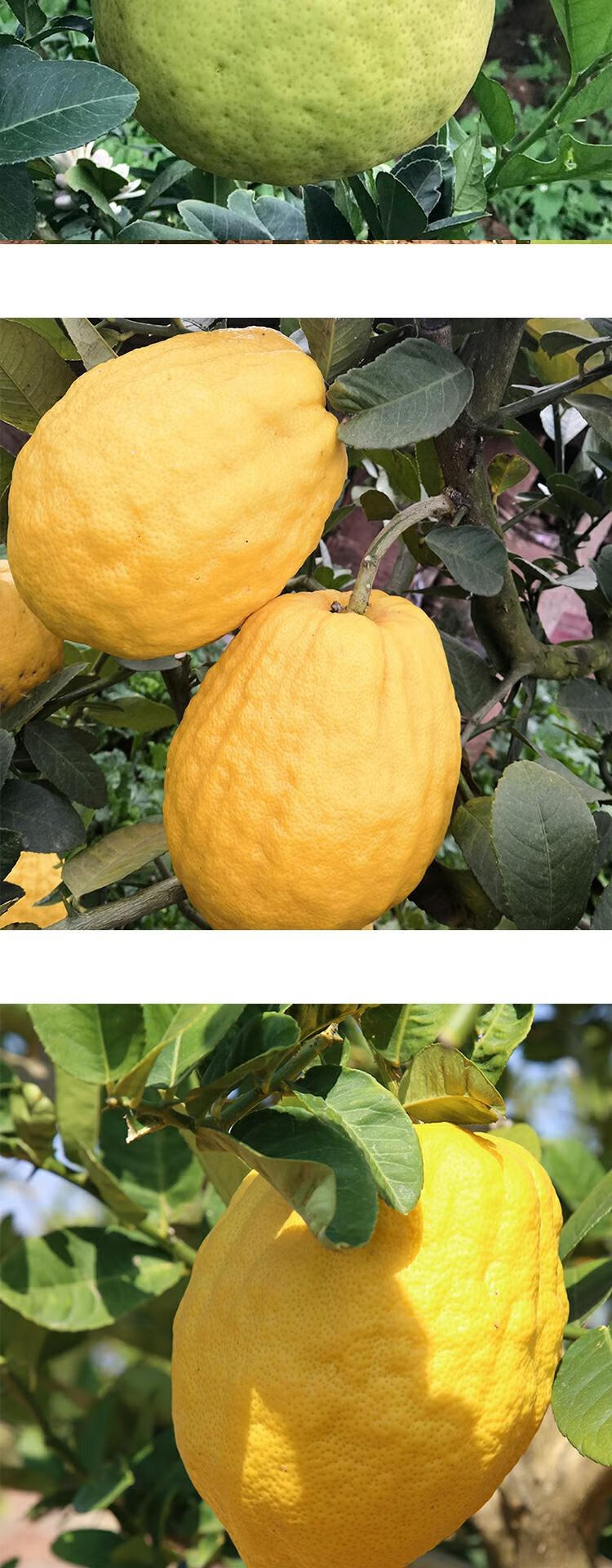 云南香缘大果新鲜香橼果佛手柑水果农家自种香园非金华3-8斤现摘 新鲜