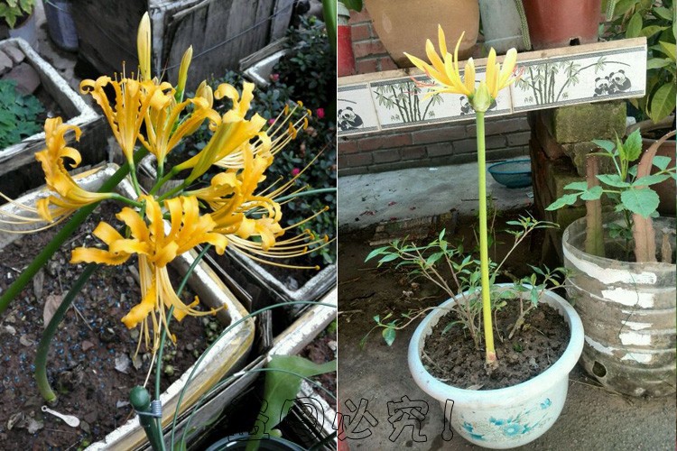 勳誠綠植彼岸花種子曼珠沙華盆栽彼岸花種球石蒜花室內四季種花卉粉之