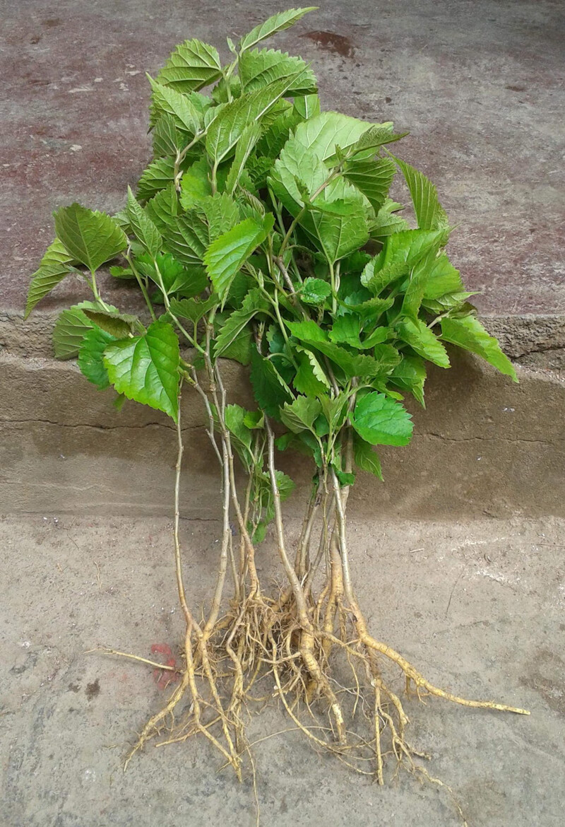 桑葚树苗南方北方种植四季盆栽食用桑树苗大叶超长黑桑果白桑椹 白玉