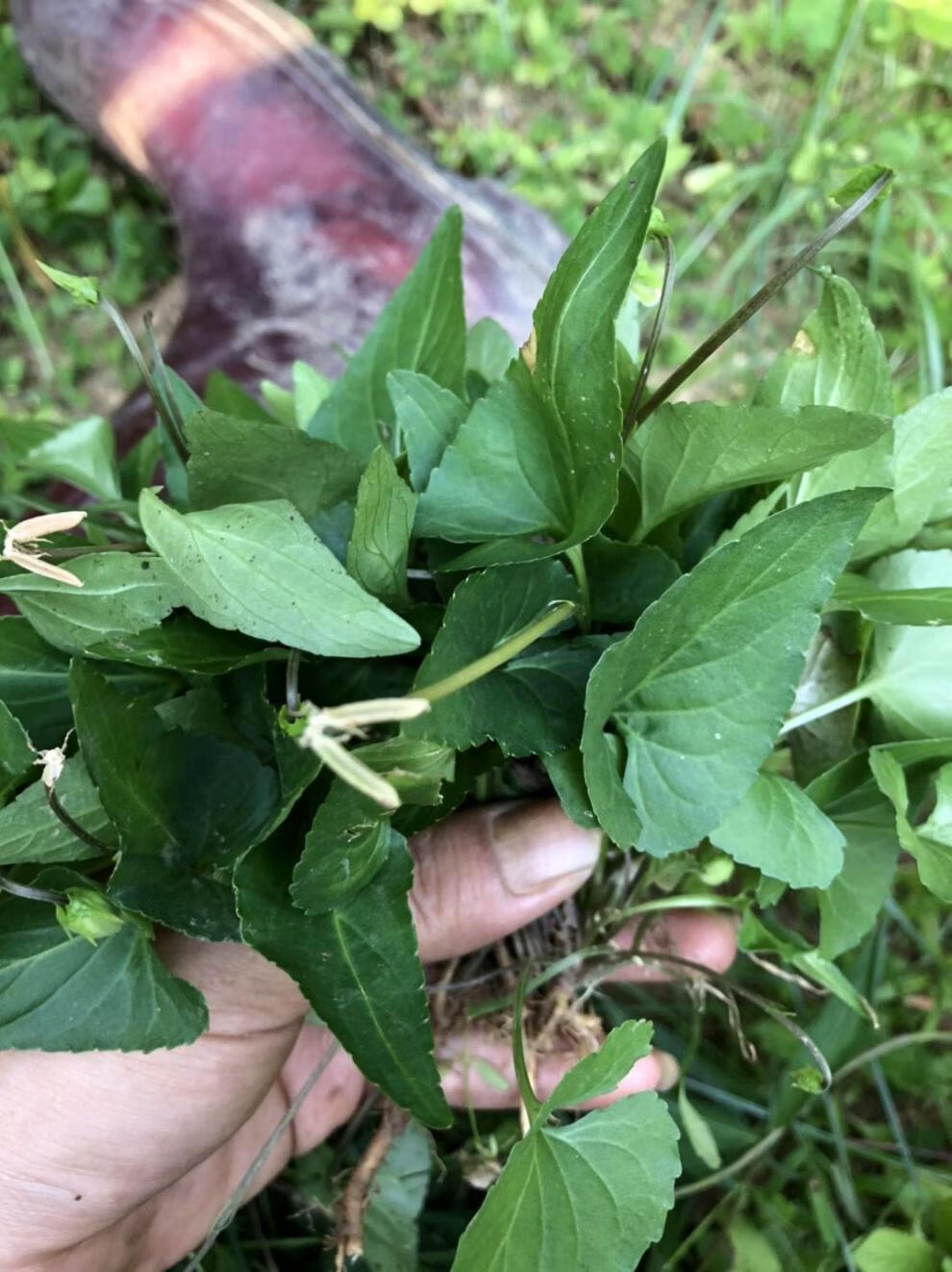 野生犁頭草500g新鮮紫花地丁犁嘴草玉如意草鏵頭草新鮮現採1斤