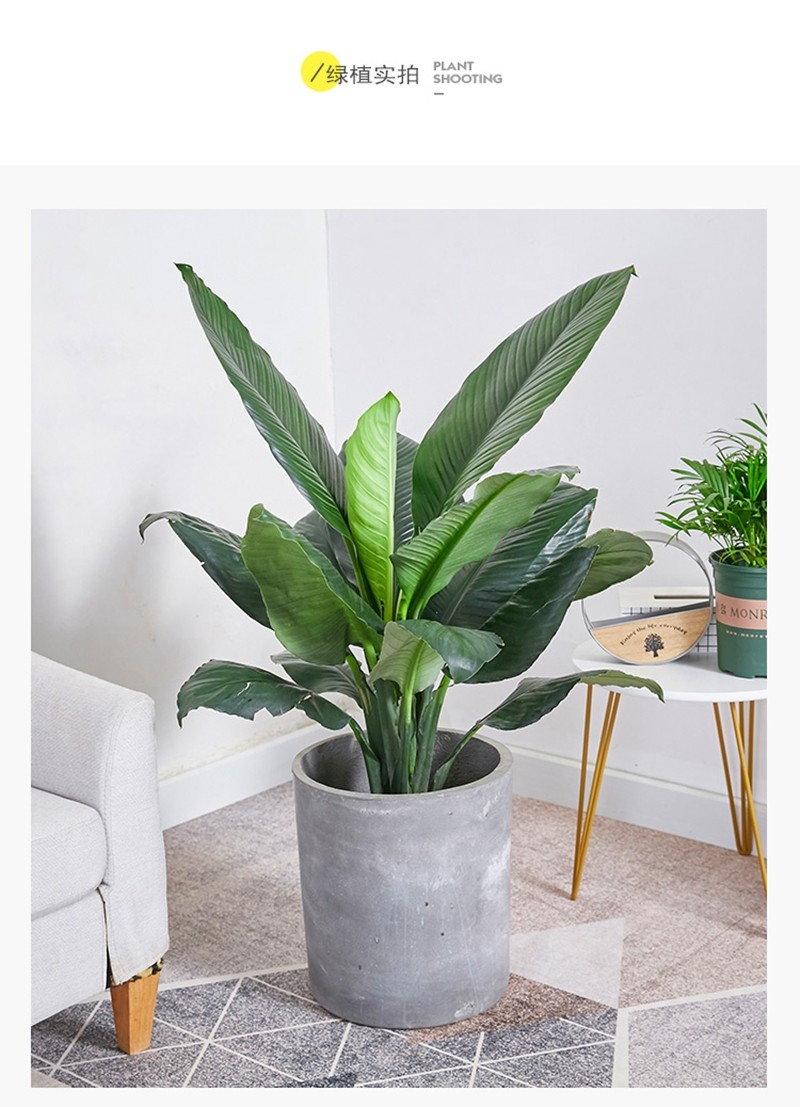 绿巨人盆栽 万年青室内客厅大型盆景植物 绿植花卉四季常青 高度30到