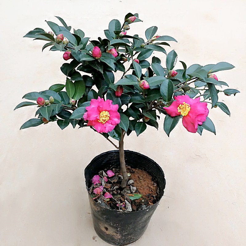 御卉阁 茶梅树苗 茶梅苗 茶梅盆栽 茶梅花苗 树苗茶梅球 茶花盆栽盆景