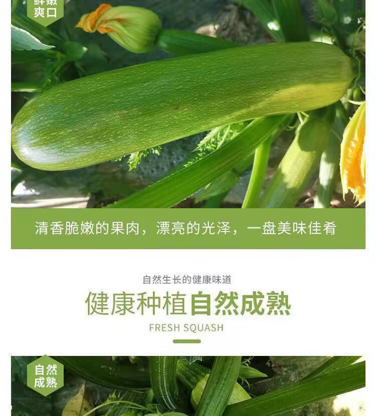 雲南紅河西葫蘆新鮮蔬菜西葫蘆三月瓜茭瓜番瓜小瓜菜瓜蕁瓜燻瓜西葫蘆