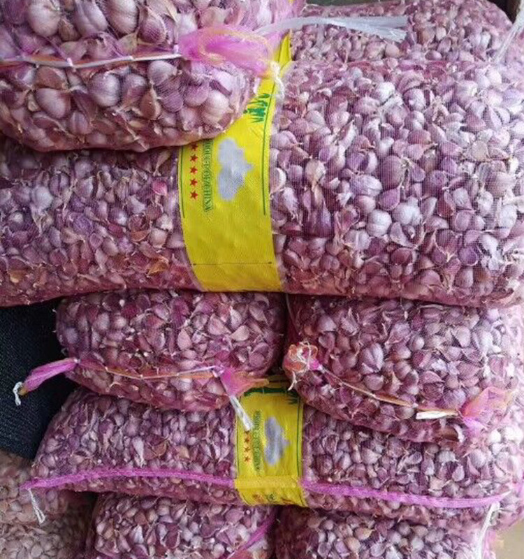 红根蒜苗种子香蒜硬叶蒜苗一年三茬连续种植四季阳台盆栽蔬菜种籽