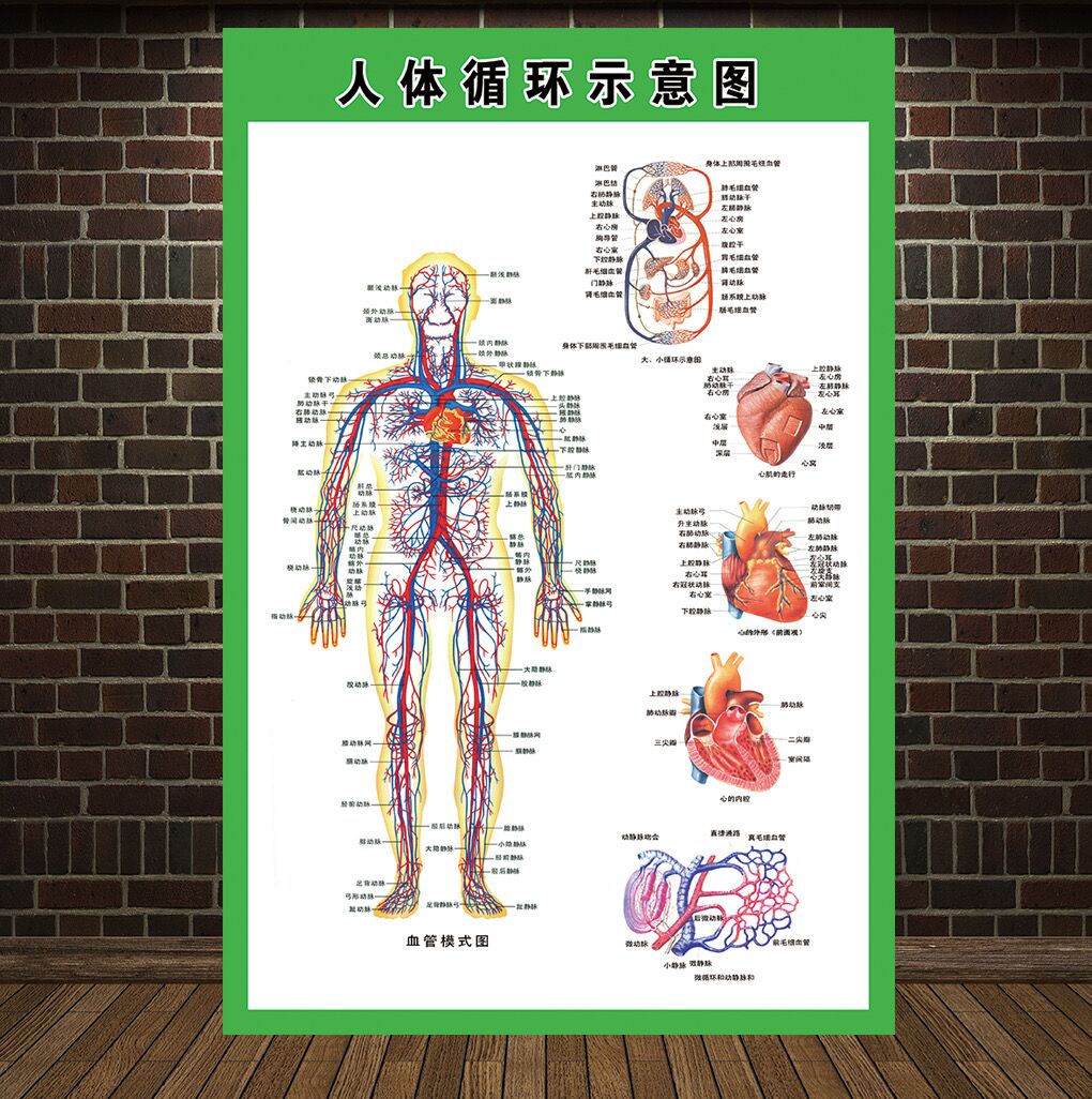 掛圖人體解剖海報肌肉骨骼神經血管醫院分佈掛圖展板 人體循環示意圖