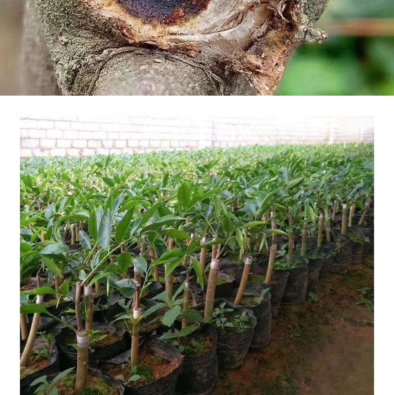 boussac绿奇楠沉香树苗一代正宗嫁接奇楠沉香带土球带叶广西苗场地直