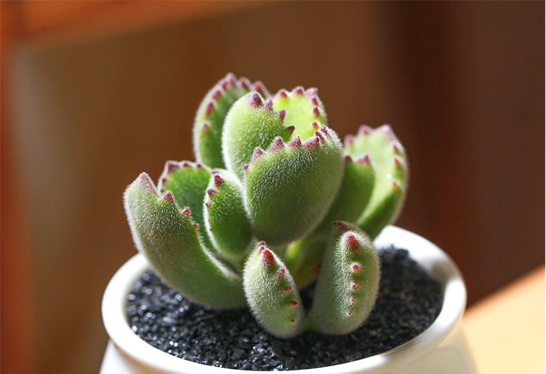 熊掌多肉植物群生熊童子多肉植物多头老桩肉肉植物盆栽花卉绿植黑兔耳