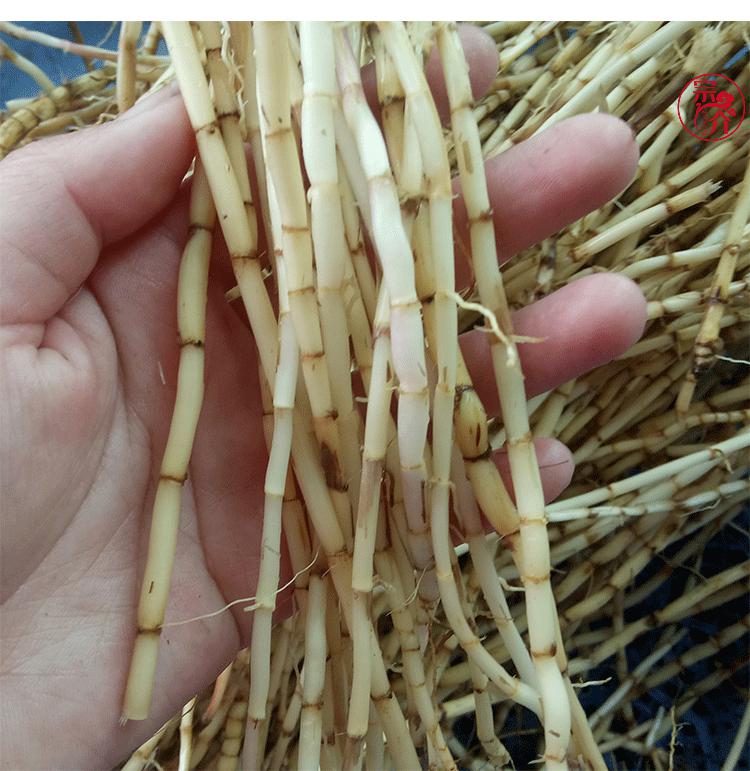 仁心食匠当天现挖新鲜白茅根500克白矛根毛草甜白茅草根竹蔗水新鲜