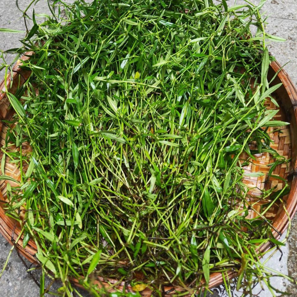 北京同仁堂 农家新鲜白花蛇舌草 百花蛇舌草中草药材 野生蛇利草 蛇