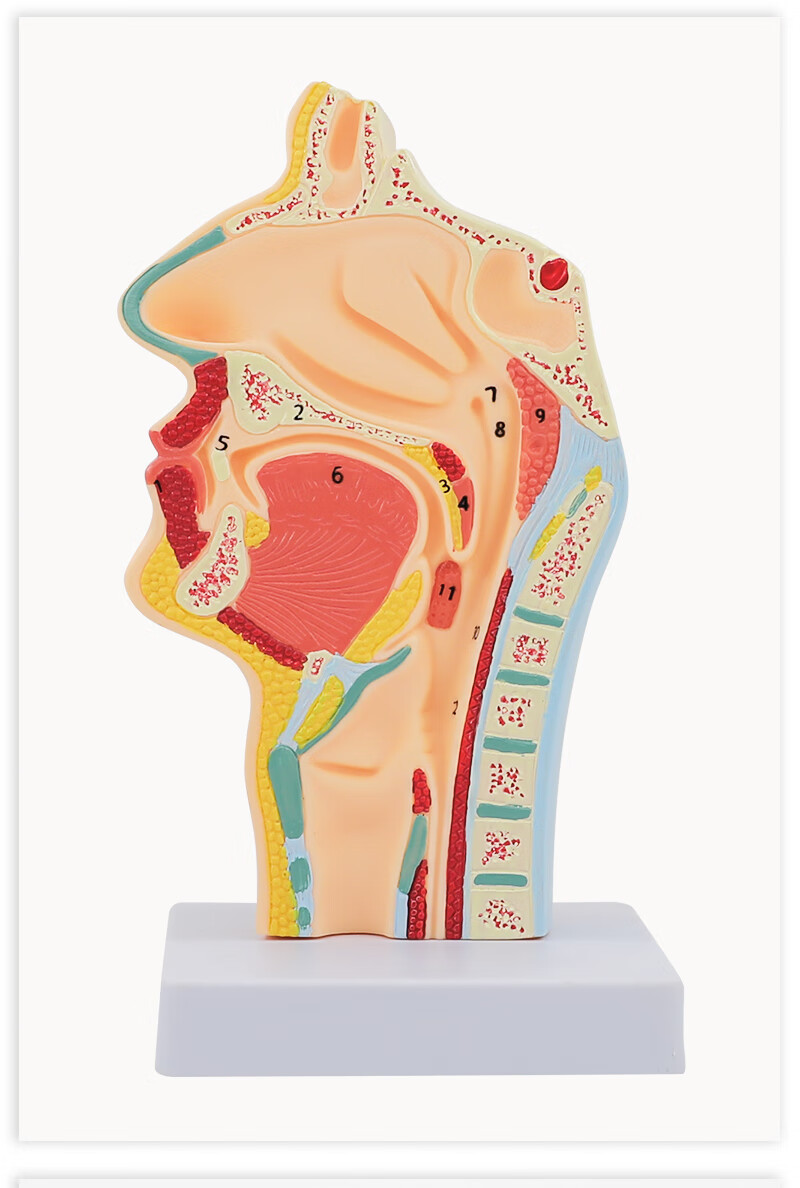 人体鼻腔解剖模型耳鼻喉科医学教学模型鼻子口腔鼻部结构组织模型