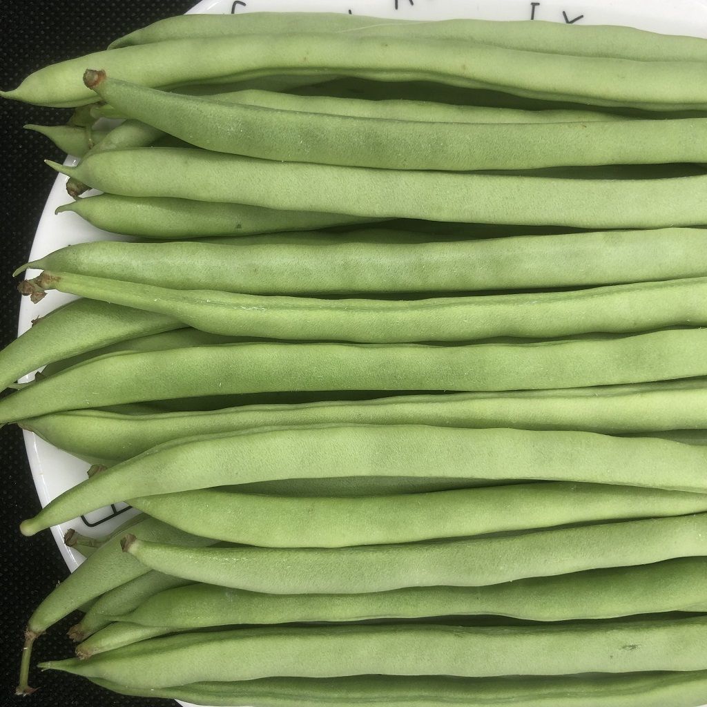 48小时发货新鲜脆嫩广东四季豆现摘现发无筋豆应季蔬菜批发嫩豆芸豆