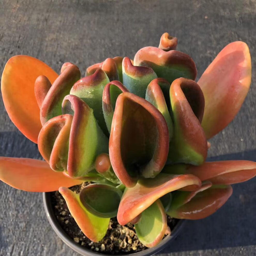 园艺精品火狐狸红色多肉植物稀有品种大盆办公室绿植盆栽不含盆 火