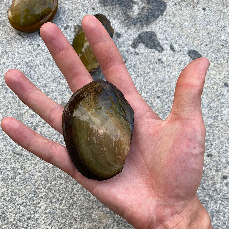 【京选】河蚌鱼缸活体水族箱净化水质宠物水质野生鳑鲏专用繁殖孵卵可