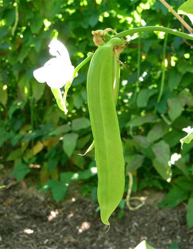 油豆扁豆紫眉豆特長洋刀豆巨型陽臺四季蔬菜苗種苗豆角種子菜籽種籽