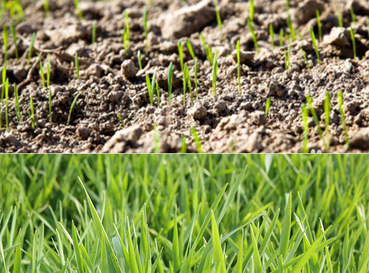 饲用燕麦种子养殖牧草种籽高产鱼饲料草籽绿肥牛羊草种籽冬天耐寒萌蕴