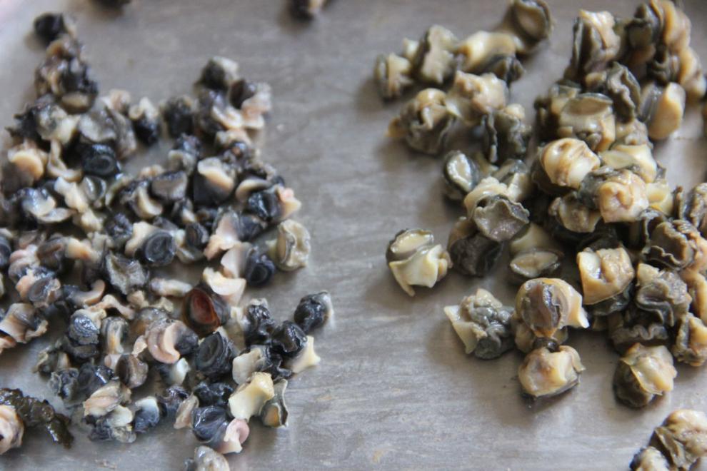 螺丝肉螺蛳肉冷冻田螺肉速冻肉石螺肉螺蛳粉肉嗦螺肉真空包装打窝宏嘉