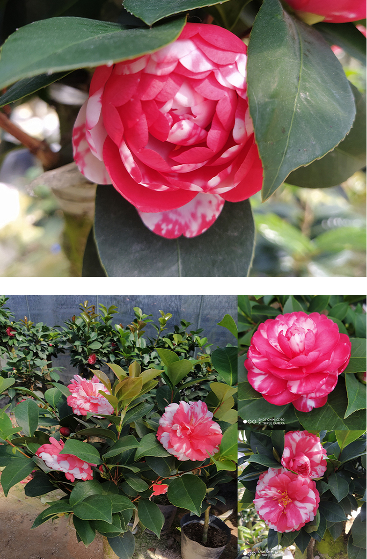 四季茶花新品种夏日系列夏梦小旋璇重瓣复色树苗盆栽阳台花卉庭院一颗