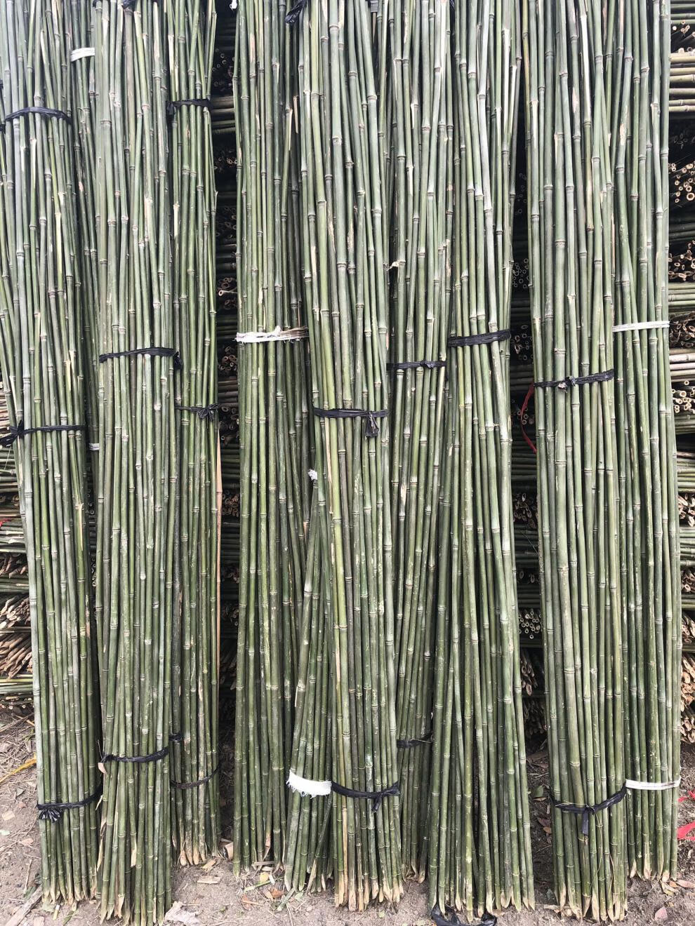 小竹子细竹竿子棍3米2米菜园搭架旗竹杆架种菜豆角黄瓜架菜竹杆子 4