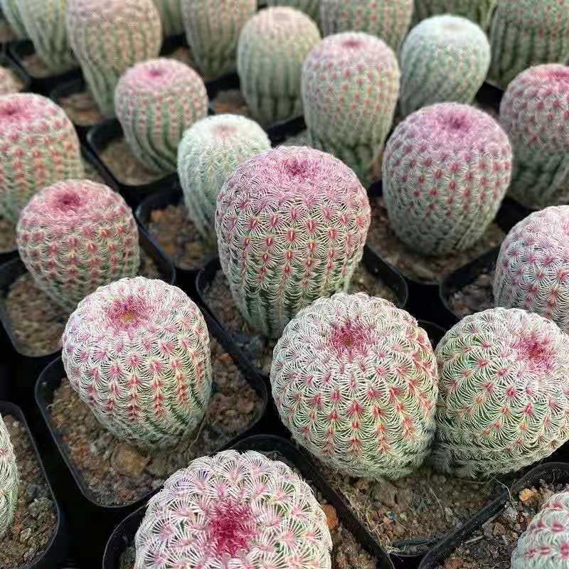 红太阳仙人球实生稀有名贵多肉植物 2盆实生红太阳高5cm以上 含盆