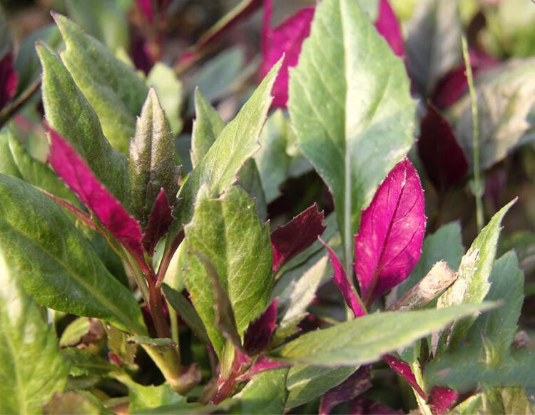 月娥 紫背天葵苗/紫背菜/红背菜 家庭阳台四季盆栽三七蔬菜苗明日草