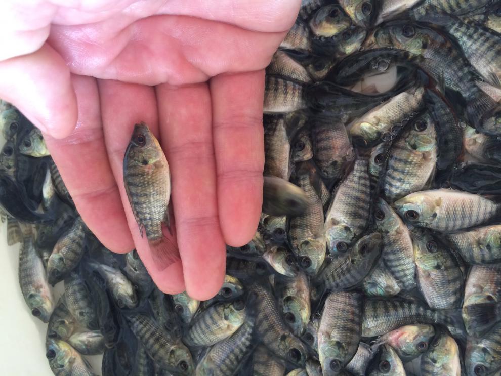 荣郁罗非鱼苗新吉富福寿鱼苗奥尼罗非鱼苗单性罗非鱼苗非洲鲫鱼苗新