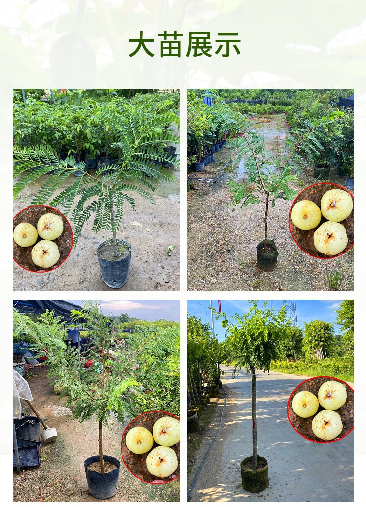 战长沙油甘果苗 潮汕嫁接崩坎狮头甜种油甘苗 柿饼甜油甘果树苗 柿饼