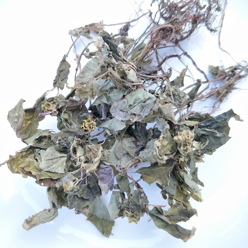 野生风柜斗草干品楮风谷风鼓草风骨草风方古草方鼓草草草特级500克