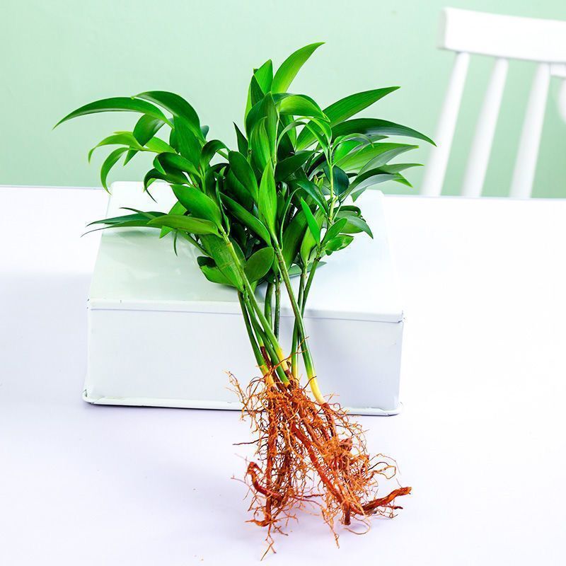 协洛【夏季】驱蚊竹竹水培植物竹柏平安竹室内客厅好养花卉盆 棕色