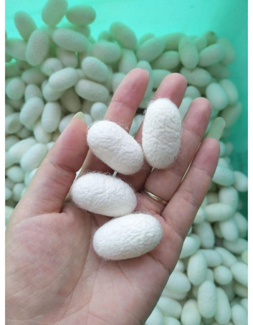 天然美容桑蚕茧壳 洗脸指套 入药桑蚕丝茧球泡茶水喝带蛹蚕茧抽丝 50