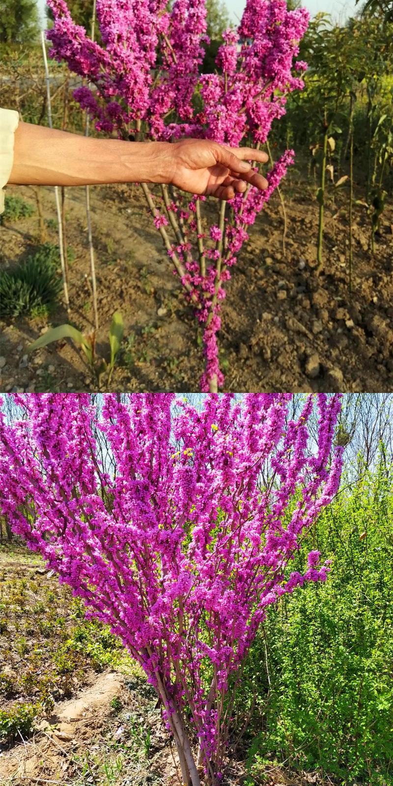 紫荆花树苗紫荆花苗满条红庭院开花植物花卉绿化工程苗木紫荆树苗