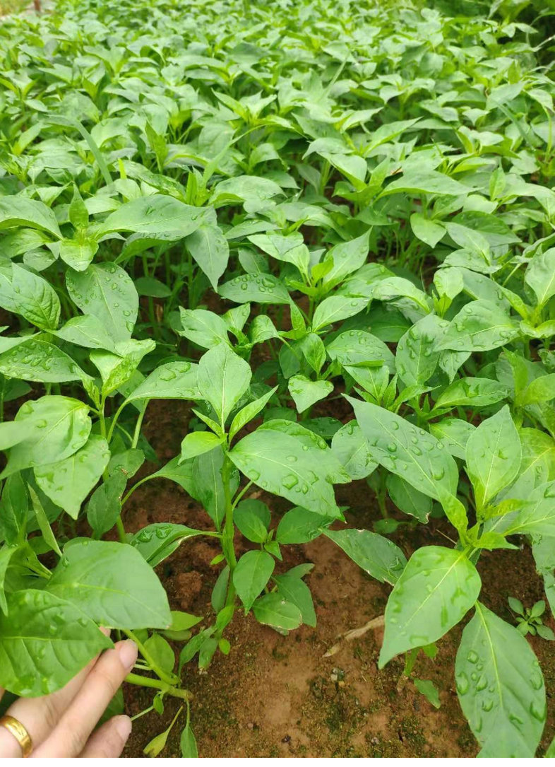 顺丰湖南樟树港辣椒苗季早苗辣椒秧苗湘阴特产15棵产地现挖50g