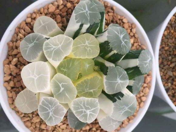 冰灯玉露十二卷多肉新品霓虹灯黑肌锦万象寿玉扇虞姬组培苗满 琥珀