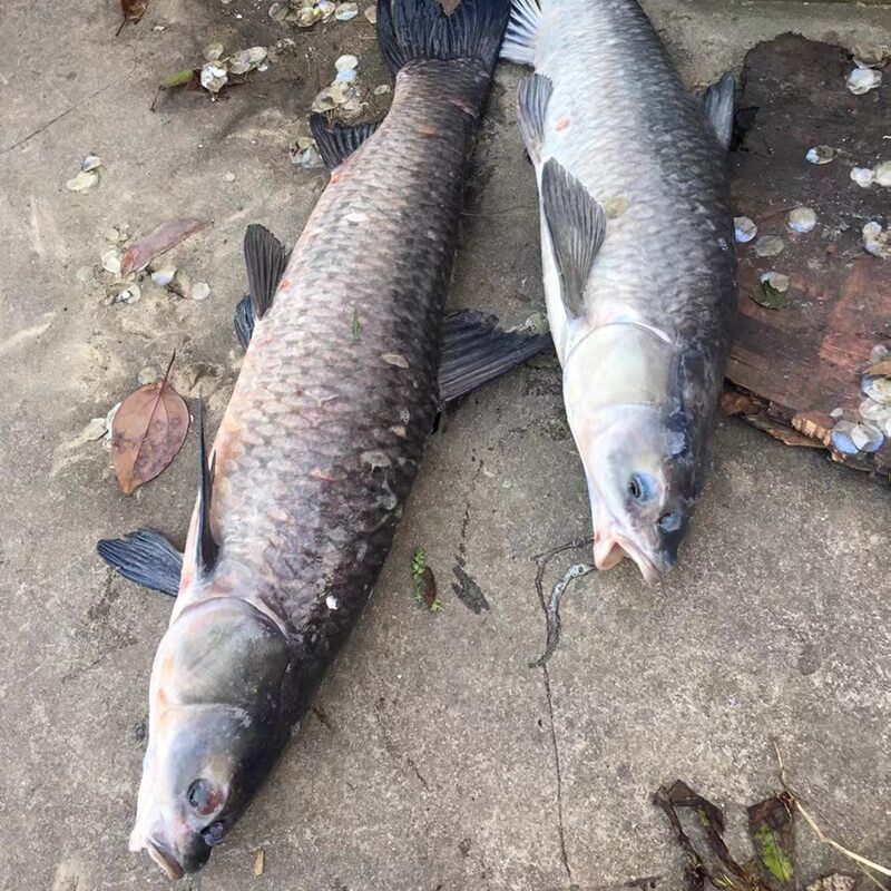 好物优选浙江湖生态螺蛳青鱼大青鱼淡水鱼鲜活现捕现杀青鱼20斤50斤鲜