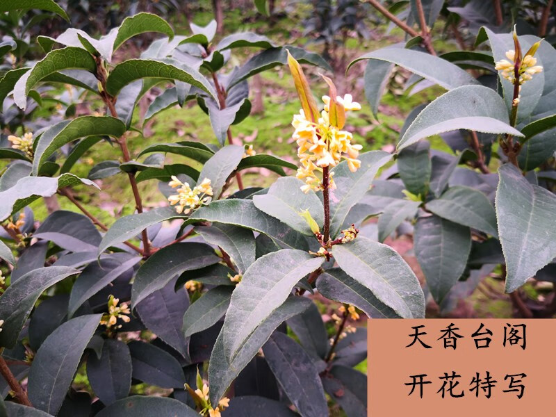 四季桂花苗原生高杆金桂天香台阁沉香大型花卉桂花树苗庭院地盆栽金桂