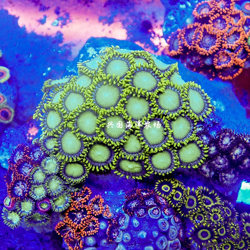 幻彩纽扣拼盘精品纽扣拼盘进口人工纽扣珊瑚拼盘双色多色天然纽扣珊瑚