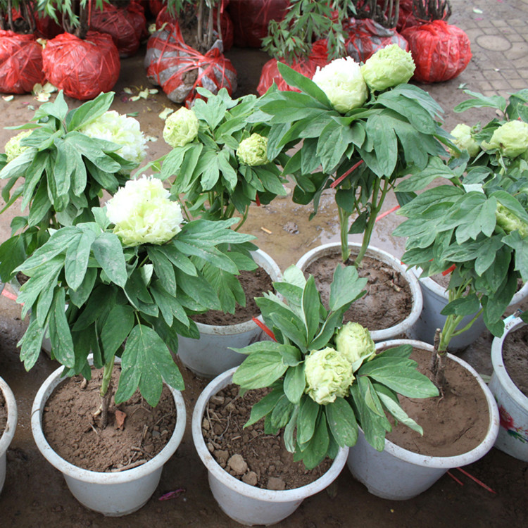 后庭花 多分枝5年大苗精品牡丹苗室内花卉绿植盆栽牡丹花苗当年开花