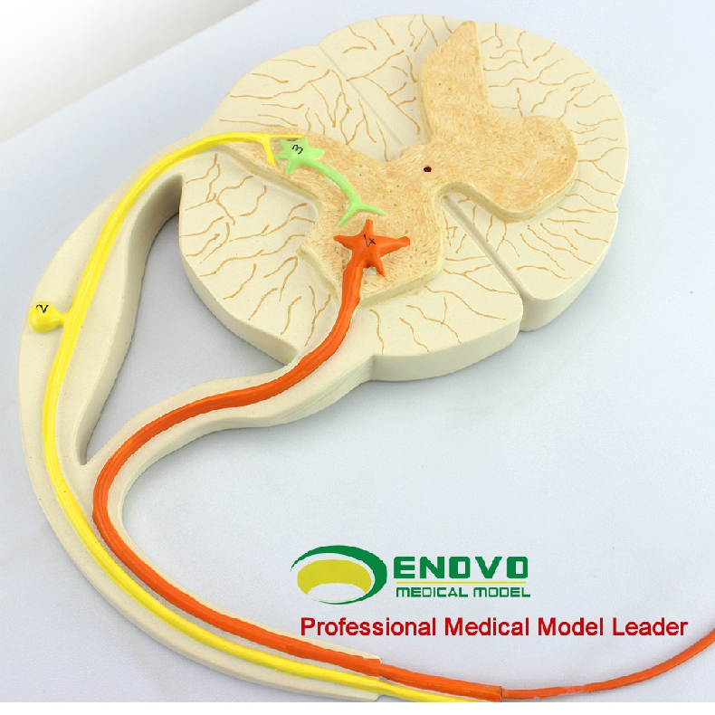 enovo颐诺人体医学神经反射弧模型条件条件反射模型反射中枢神经传导