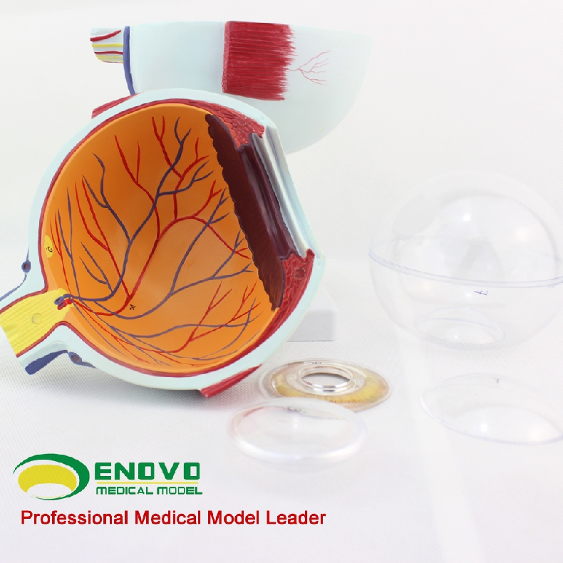 enovo颐诺专业版医学人体眼球解剖模型眼睛结构模型结构眼睛眼球眼角