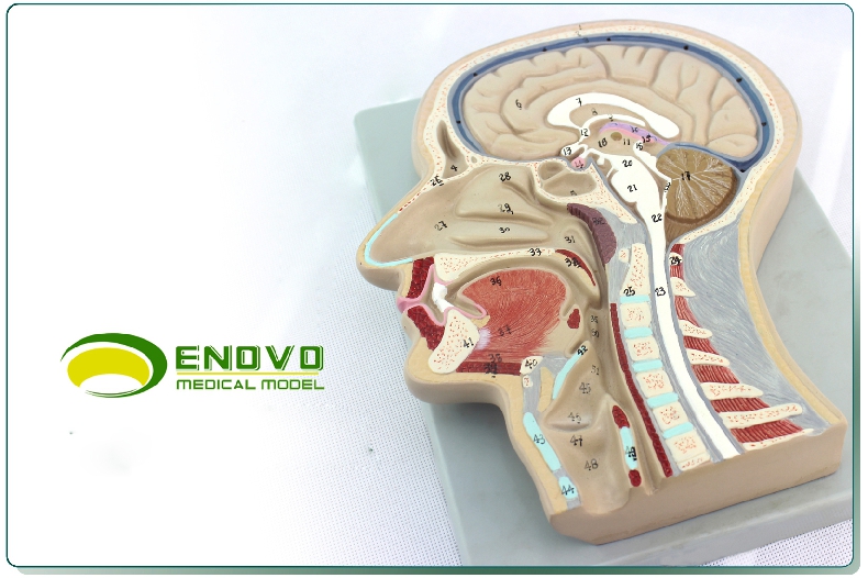 enovo颐诺人体医学头部矢状切面模型额状切大脑模型颅骨耳鼻喉头部