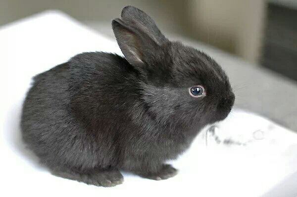 宠物活体小黑兔子 小白兔活体 家养肉兔苗 中华黑兔宝宝 可繁殖已打