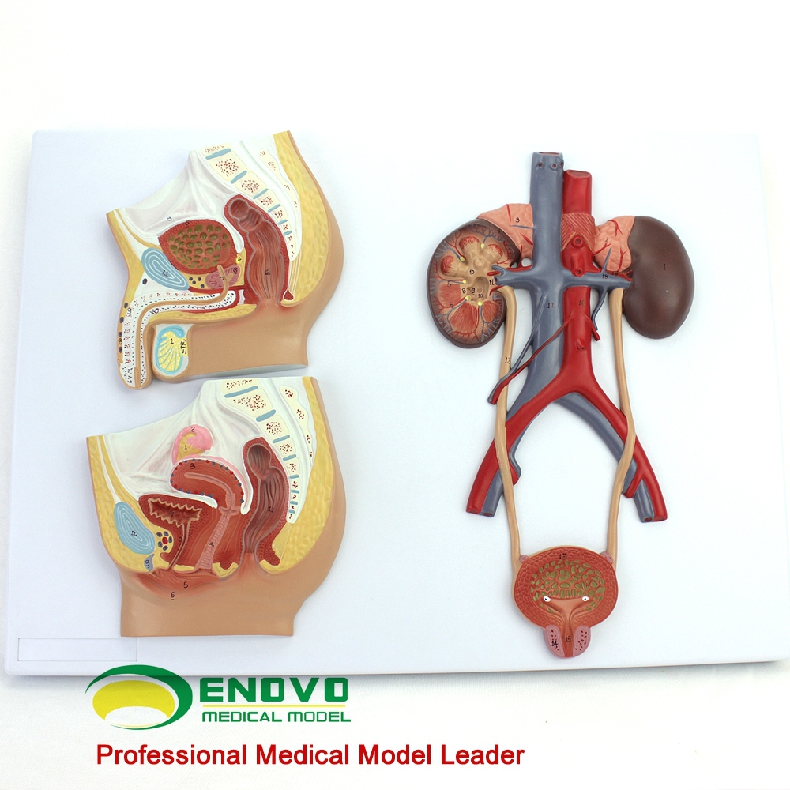 enovo颐诺医学用人体泌尿生殖系统模型男女泌尿生殖解剖结构模型人体
