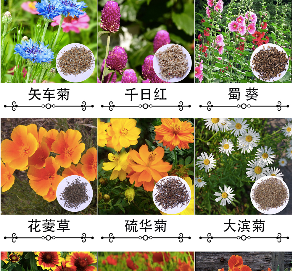 颜集卉鑫威庭院花种子大丽花种子 一斤