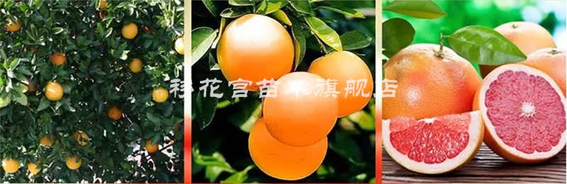 正宗三红蜜柚苗