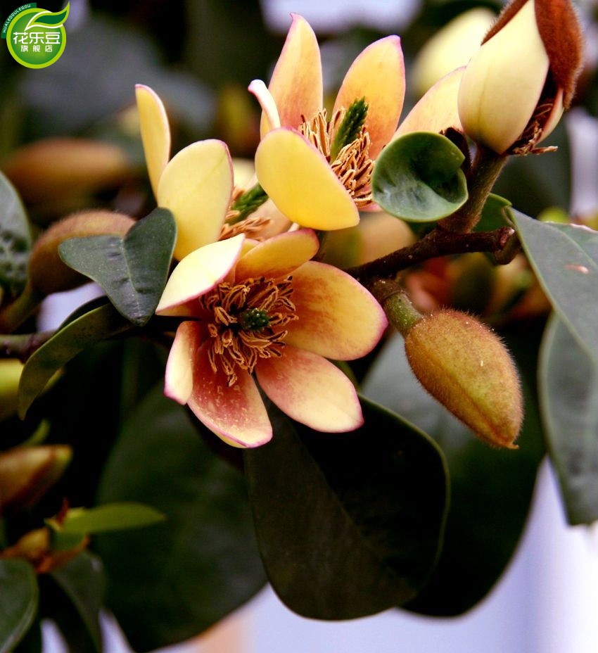 盆栽花卉绿植 浓香植物 含笑花苗 含笑花 含笑树苗香蕉花 5年苗 不含